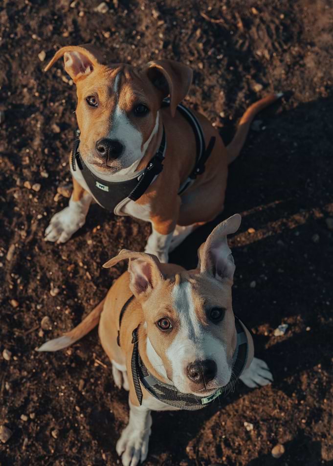 Two Cute dogs