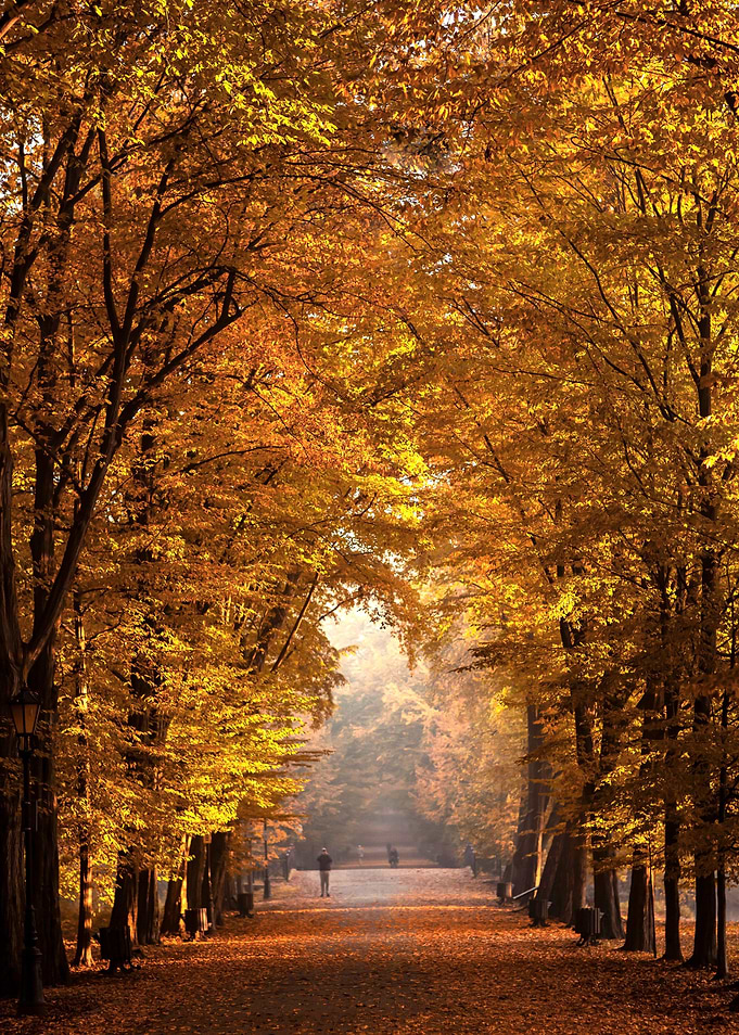 Autumn alley