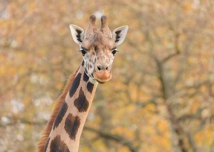 Giraffe portrait