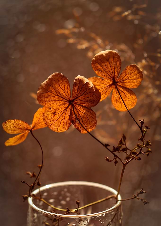 Hydrangea flowers