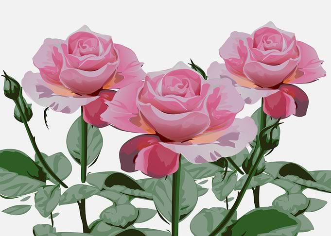 flowers flowers