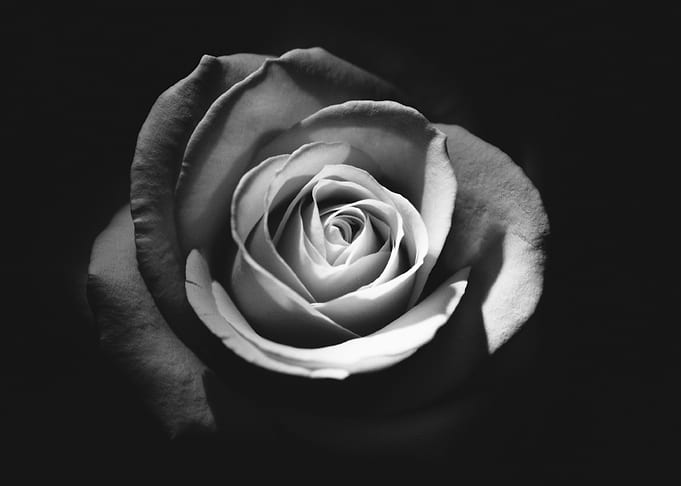 flower petal rose