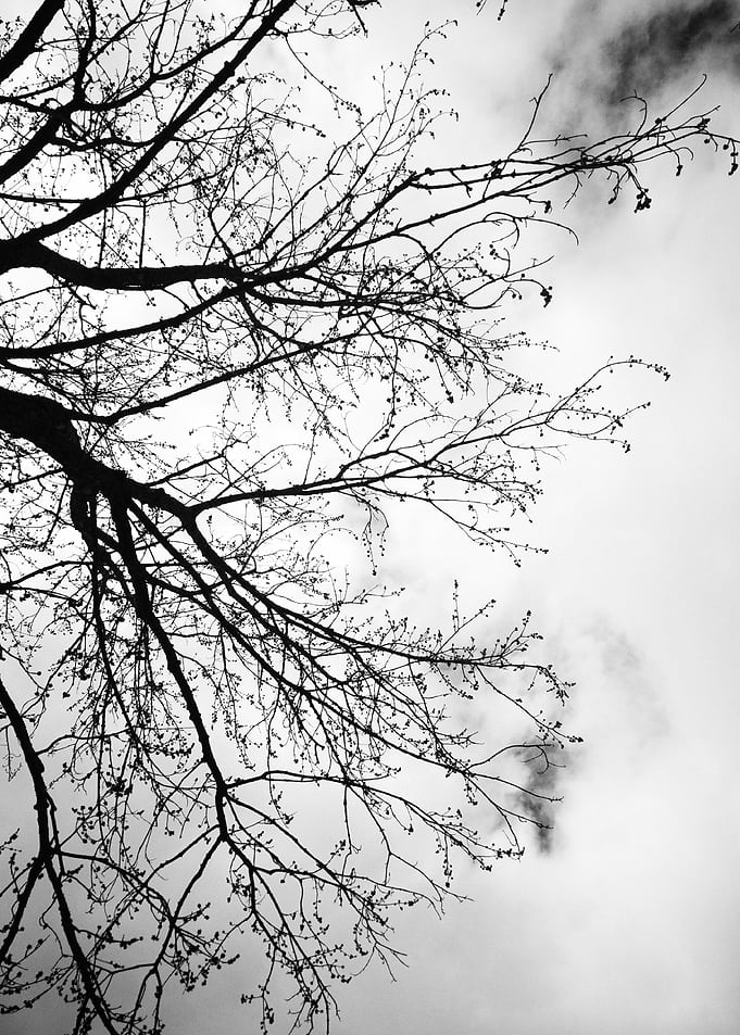 wood silhouette tree