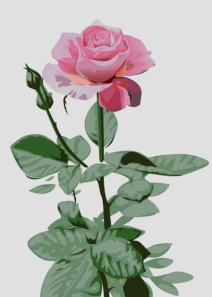flowers flowers