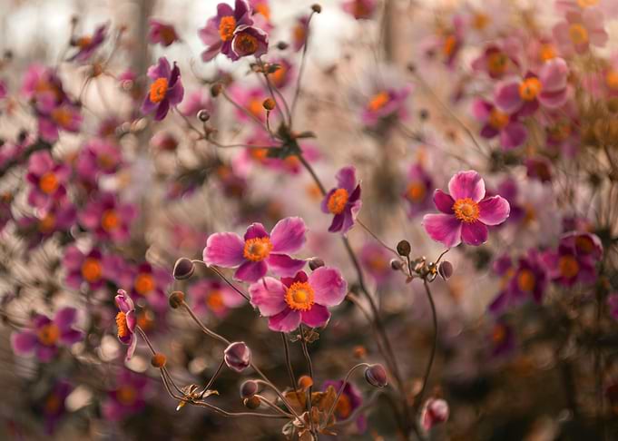 Pink Anemone