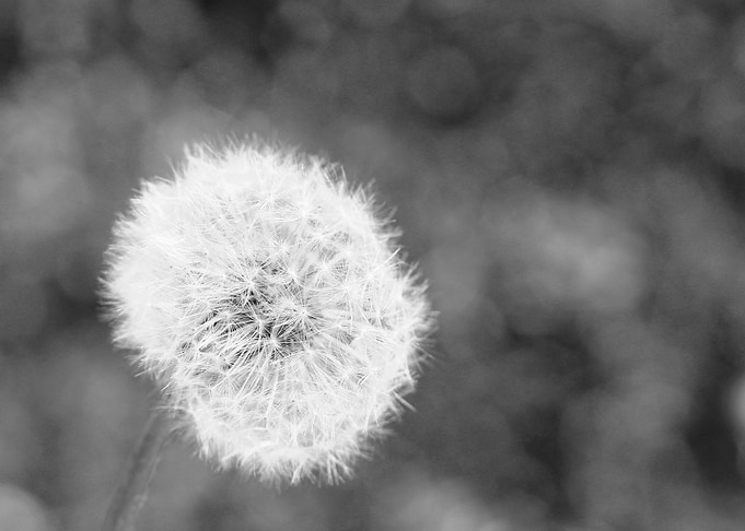 dandelion flower