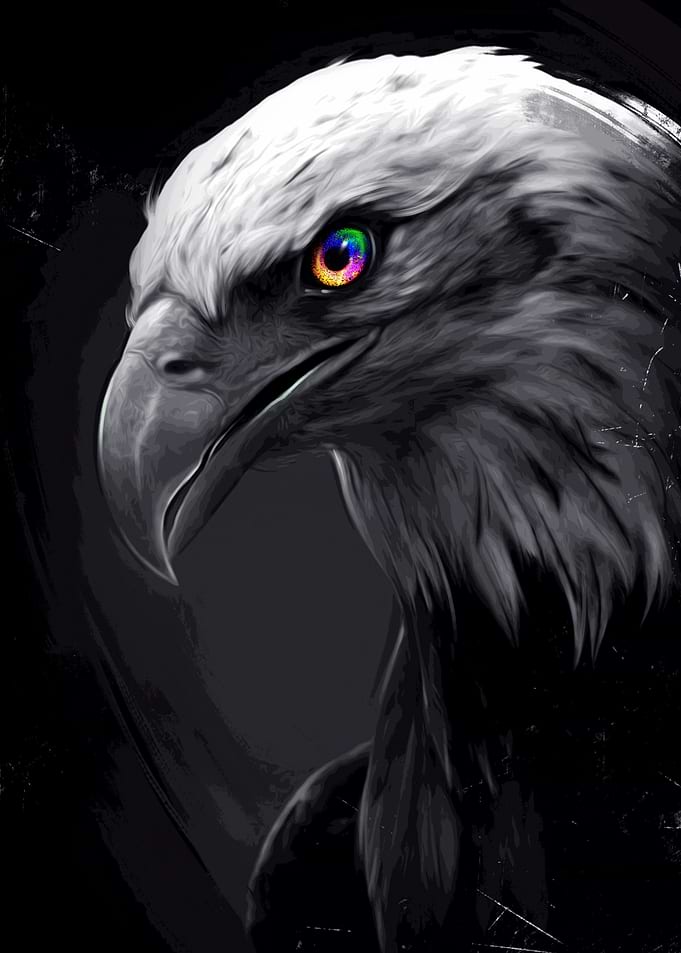 Black and White Eagle