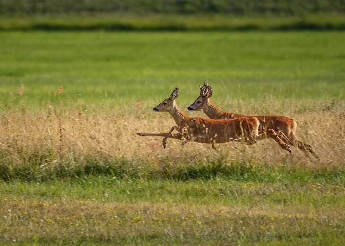 Jumping Roe Deers