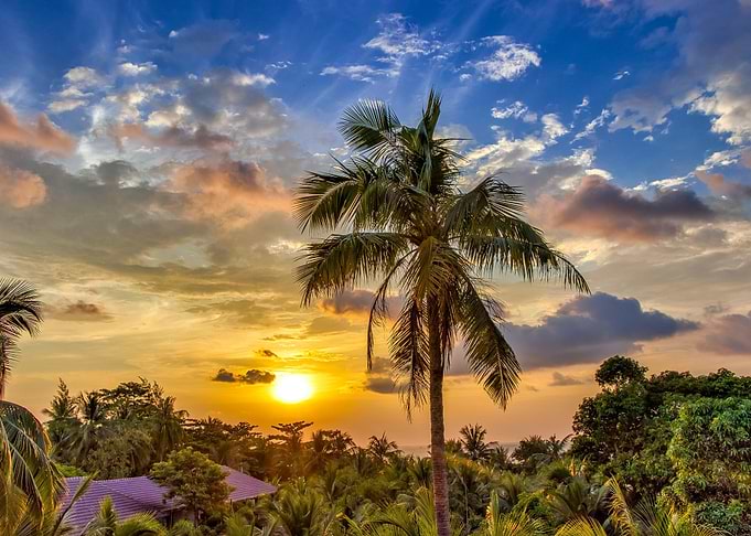 Tropical beauty