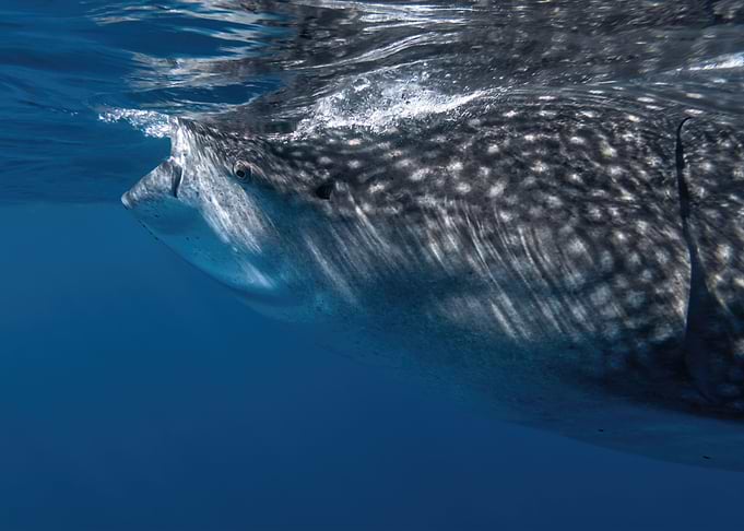 Whale Shark Portrait