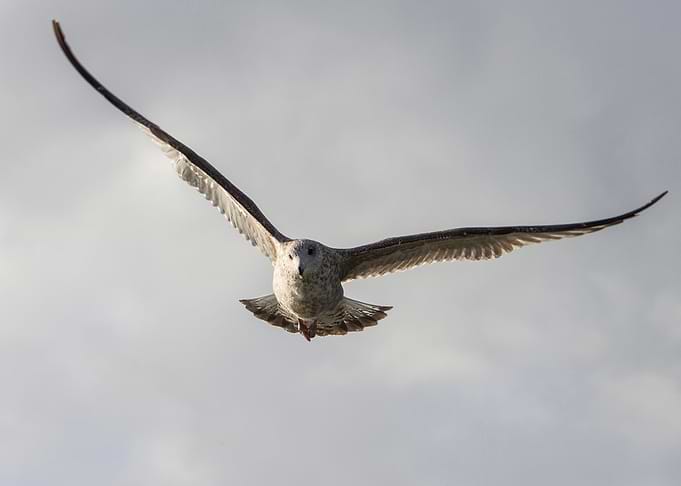 seagull flying
