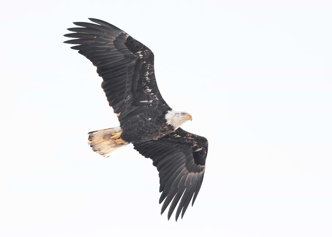 Bald eagle on white