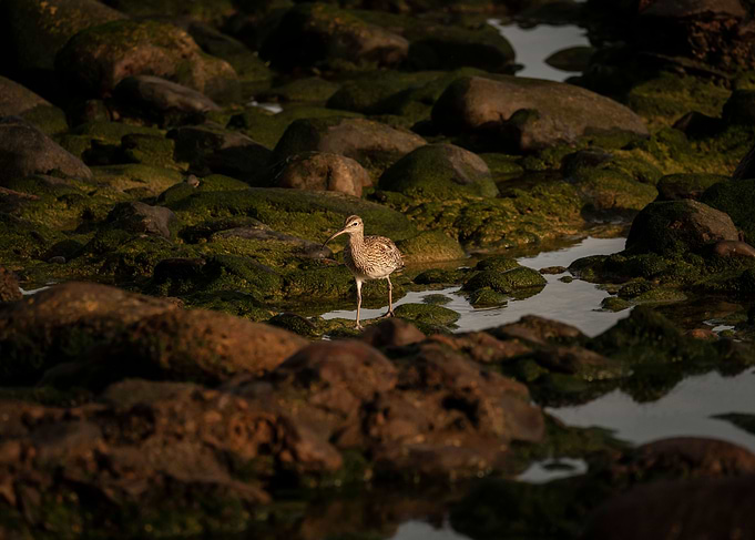 photography of a eurasian