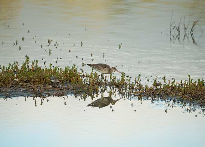 Photo of a eurasian
