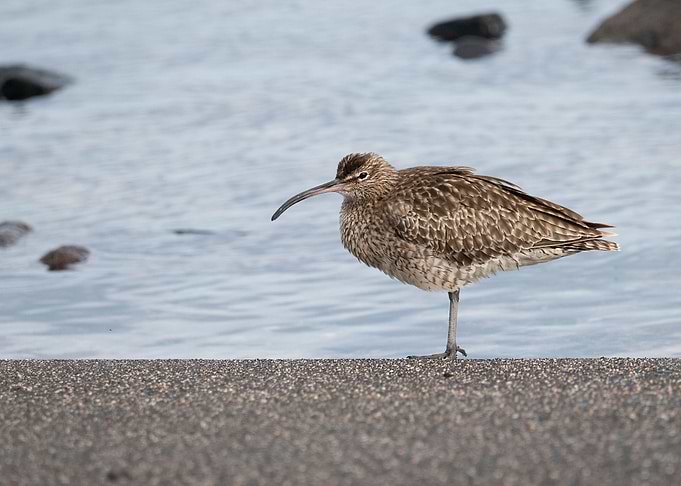 photo of a eurasian