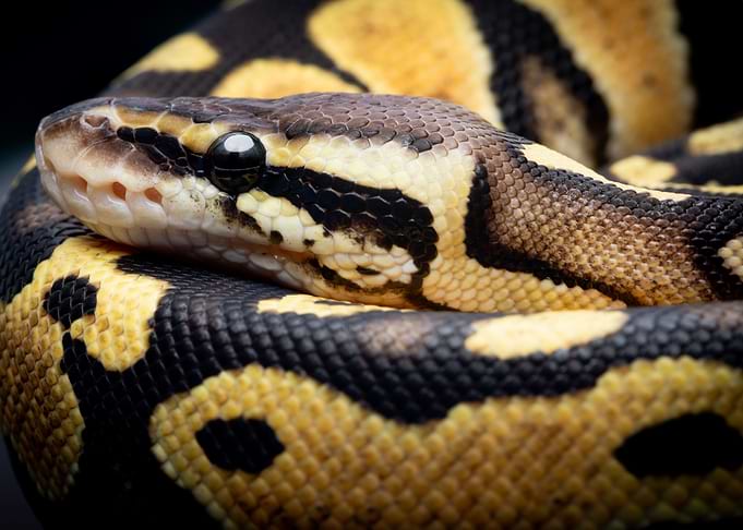 Baby Ball Python