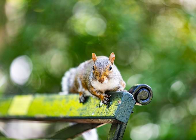 Squirrel Central Park