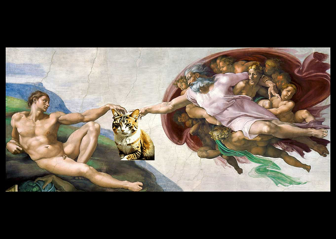 Michelangelo Cat Funny