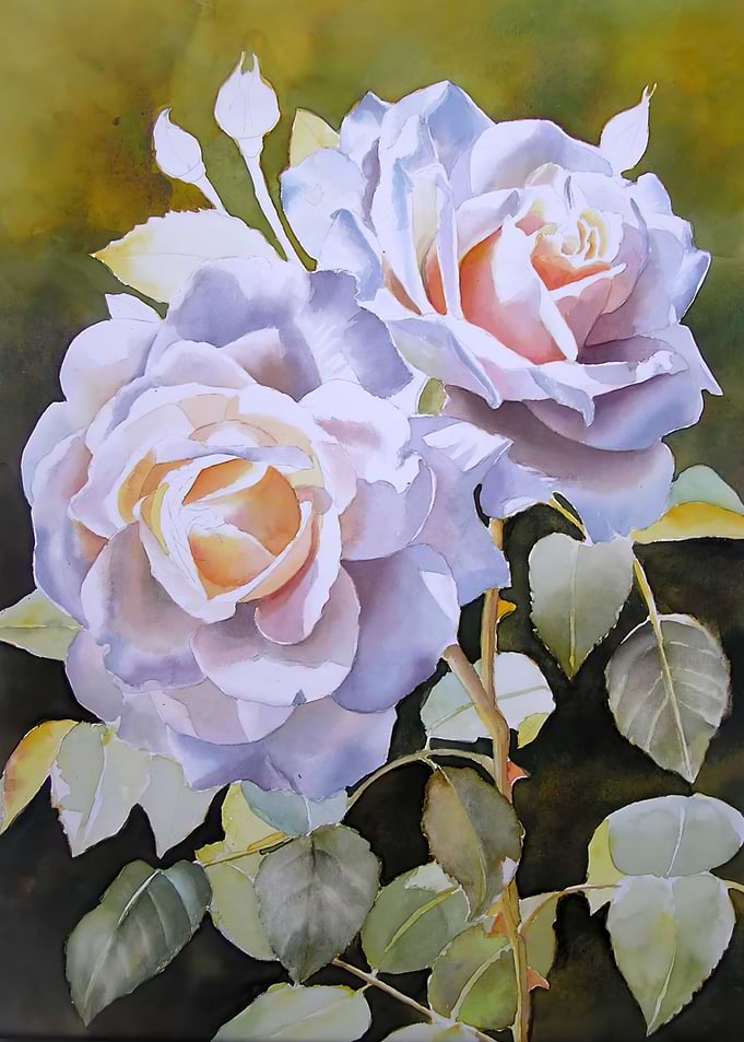 White Rose Flower