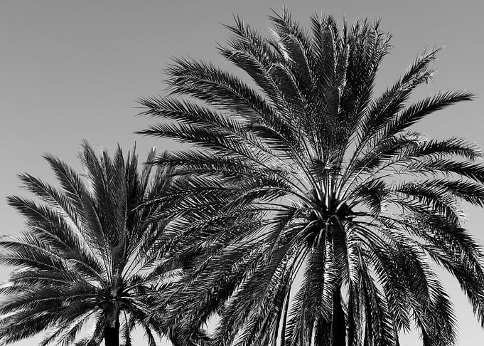 Caribbean Palm Trees 7