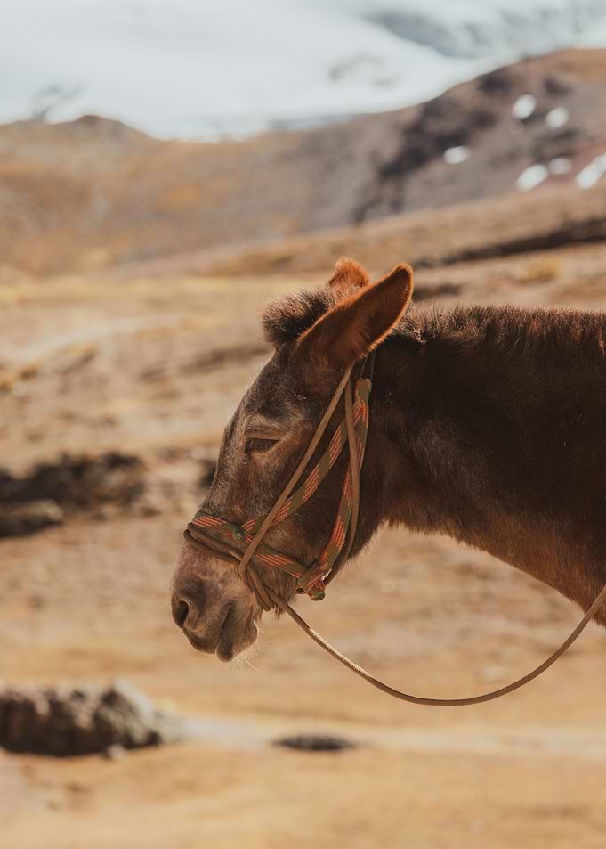 Peruvian horse