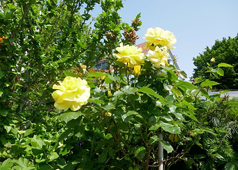 photo yellow roses 1