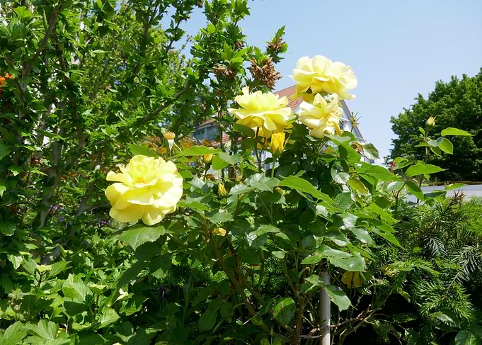 photo yellow roses 1