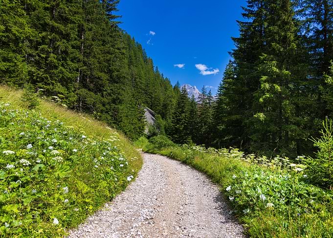 Path in a forest