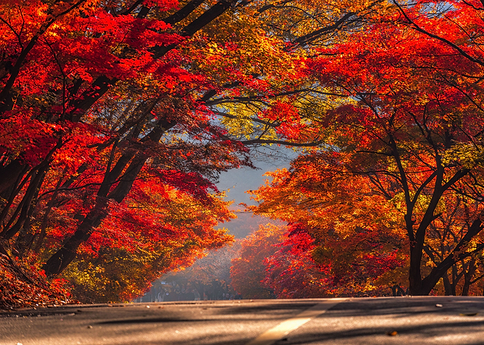 Autumn Maple forest