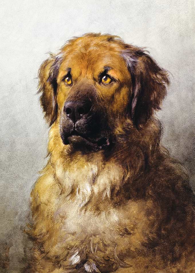 Labrador Portrait