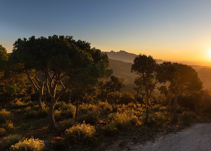Stone pines at sunrise
