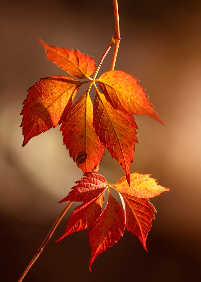 Autumn leaves