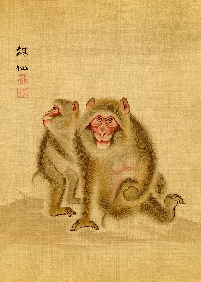 Japanese monkey