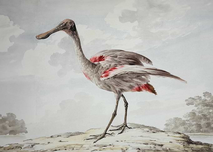 A Roseate Spoonbill
