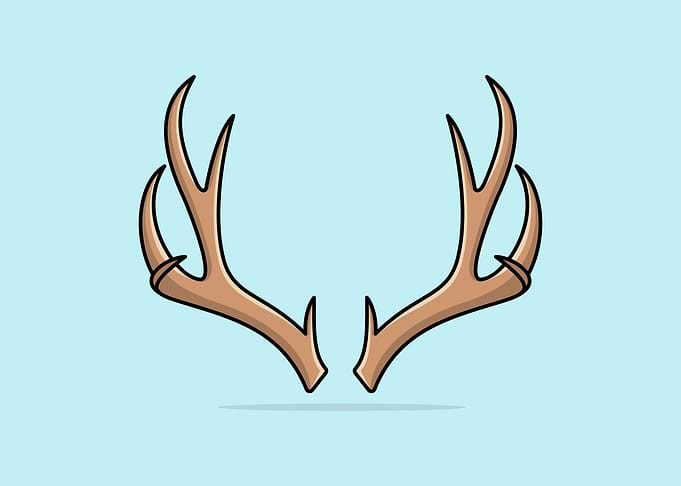 Deer Antler Horn vector