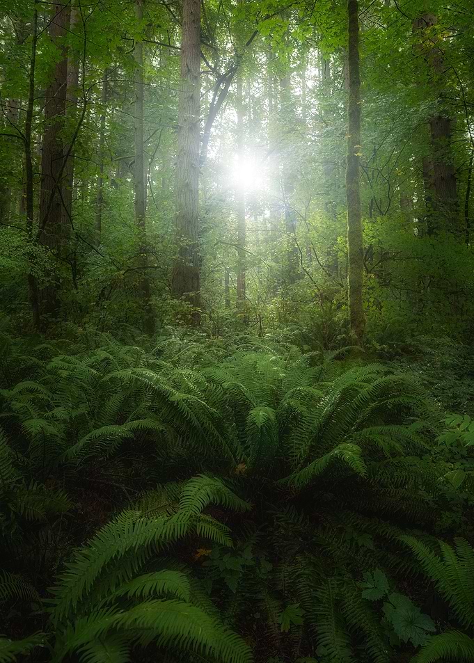 Morning forest light