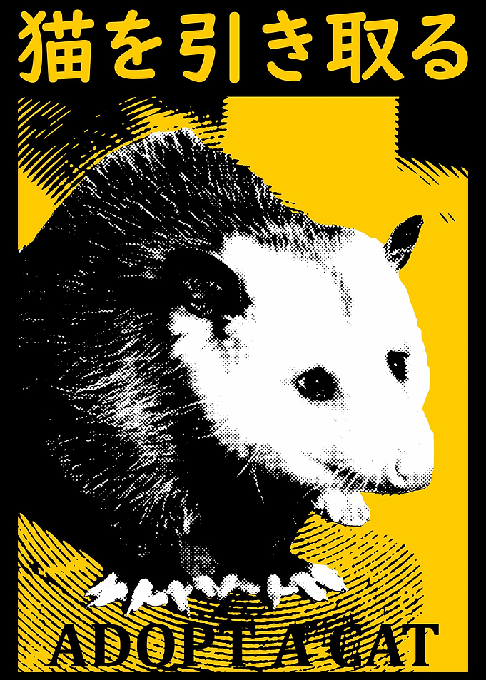 Adopt a Cat Opossum