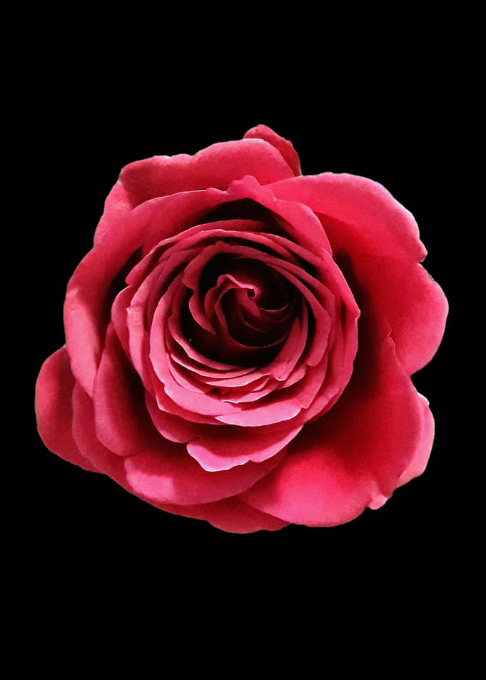 Red Love rose