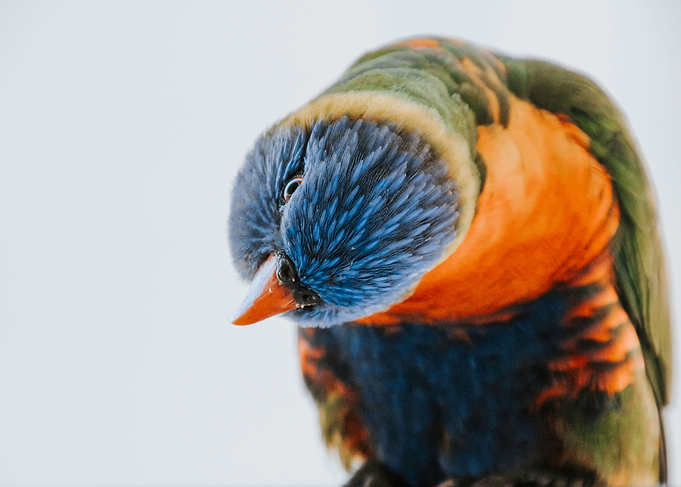 cute curious parrot