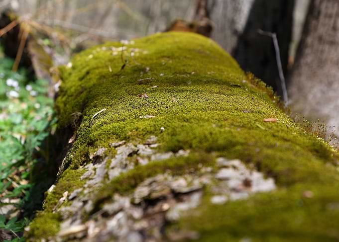The Mossy Slumber