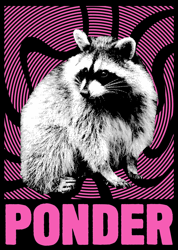 Ponder Raccoon