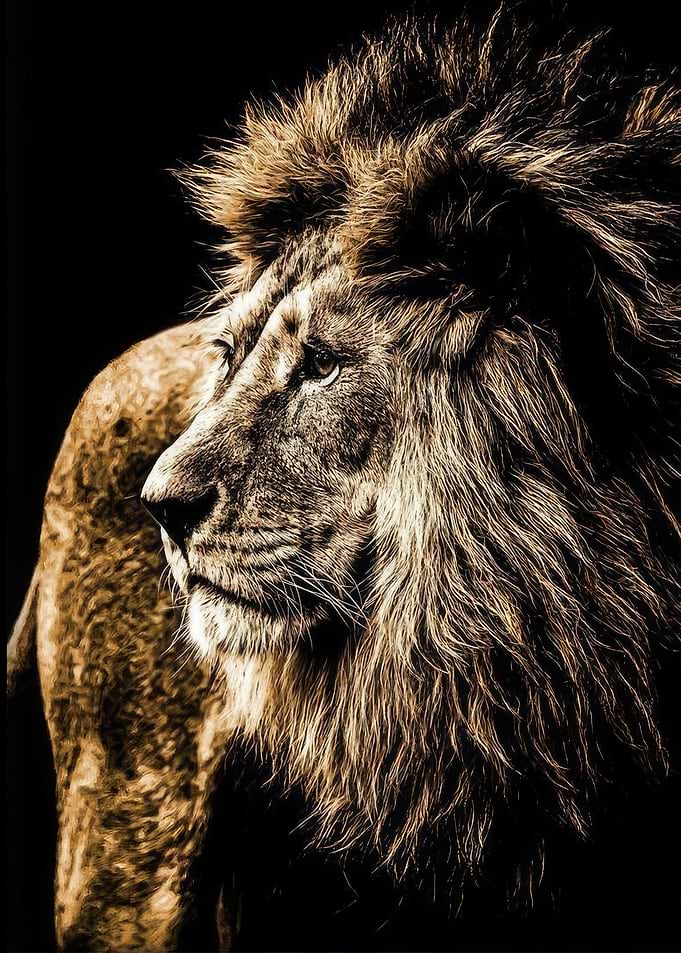 Gold Lion