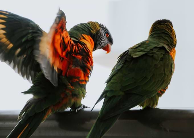 Two Rainbow Lorikeets