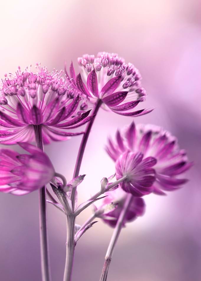 Pink flowers
