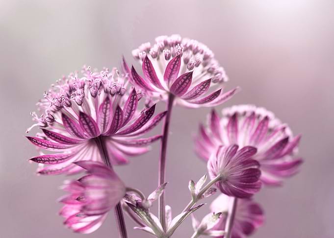 Pink flowers