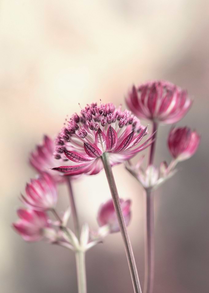 Pink flowers