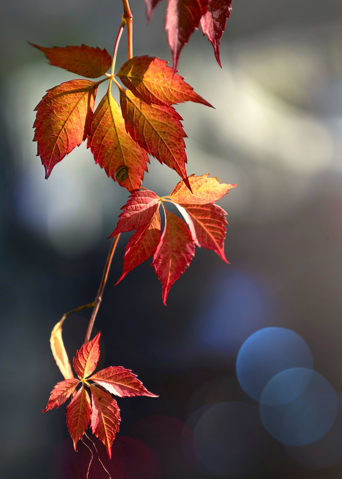 Autumn leaves