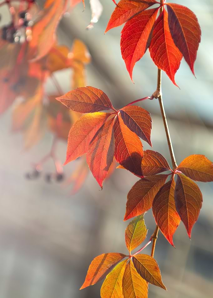 Autumn leaves