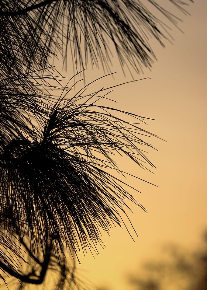 Tropical Trees Sunset