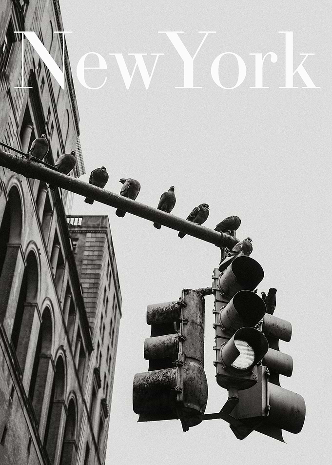 New York Pigeons